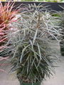 Finer plant ,Schefflera elegantissima,دیزیگتکا,آرالیای زیبا